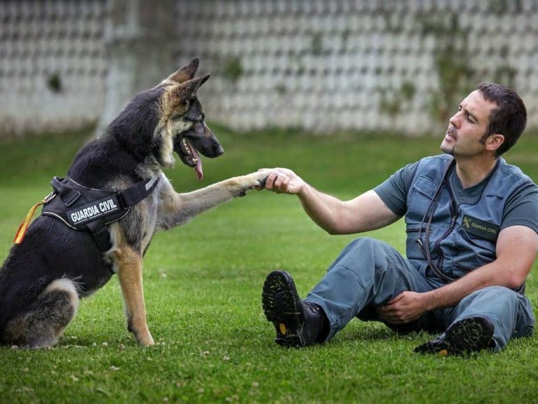 Estas son las razas de perros de la Guardia Civil